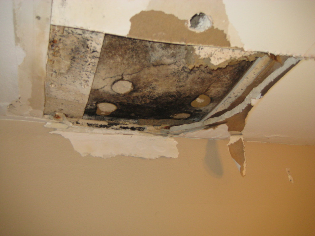 Ceiling Mold Remediation Project: A small roof leak caused this microbial growth on the ceiling.